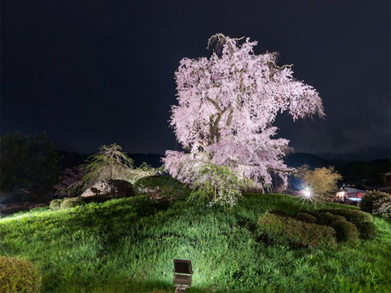 Japanese Cherry Blossoms 10