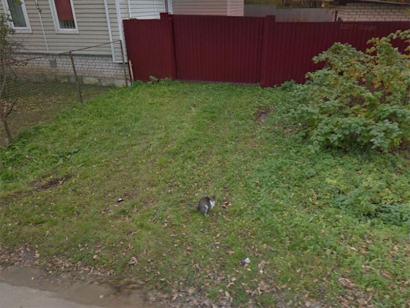 A Cat Caught In the Act 14