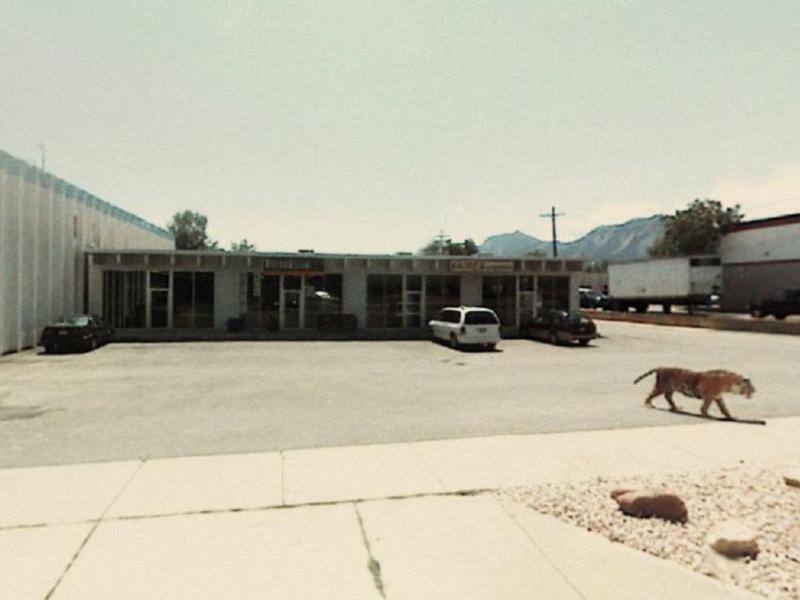 Tiger on the Loose 20