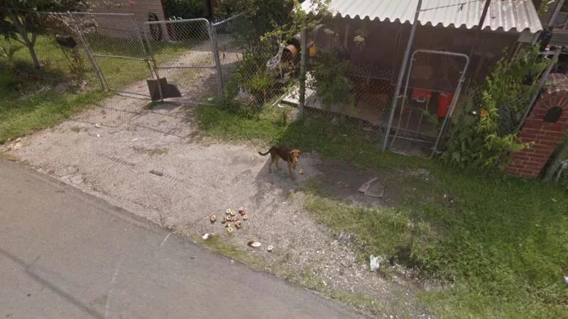 Bagel Snacking Dog 30