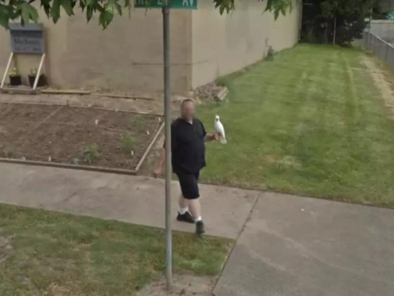 A Human and His Cockatoo 41