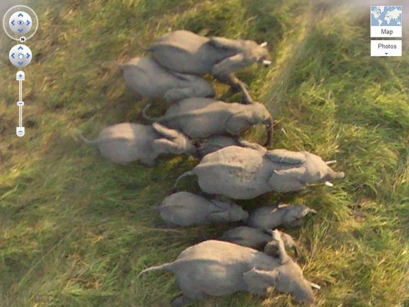 A View of Wild Elephants 47