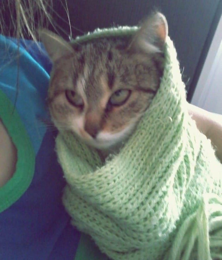 Cats Showing Us How To Quarantine and Chill A bundle of joy