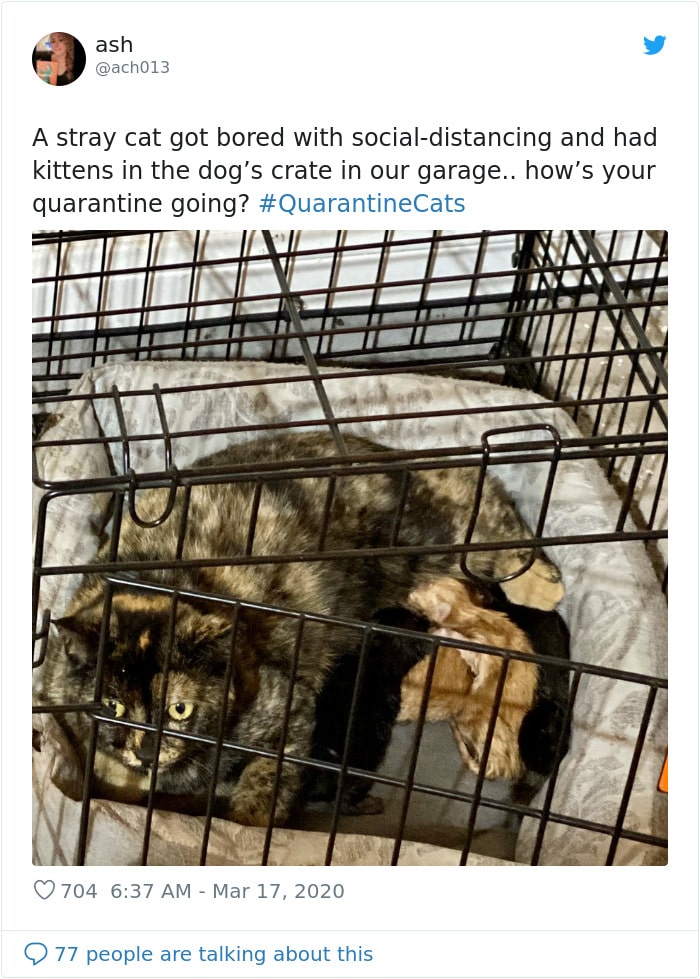 Cats Showing Us How To Quarantine and Chill And how was your day?