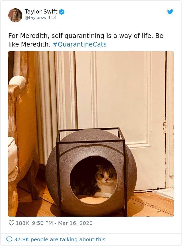 Cats Showing Us How To Quarantine and Chill Be like Meredith