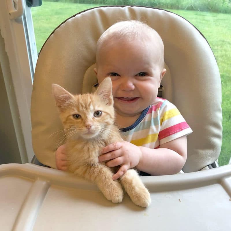 Cats Showing Us How To Quarantine and Chill Best friends