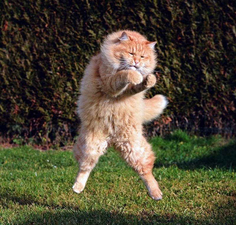 Cats Showing Us How To Quarantine and Chill Boxing day