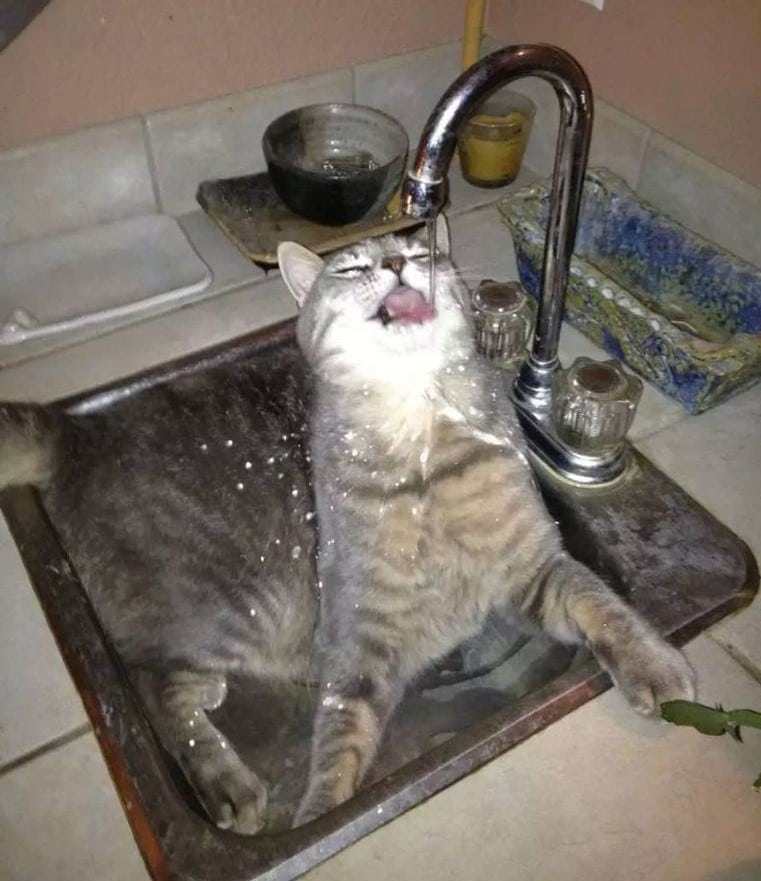 Cats Showing Us How To Quarantine and Chill Breaking the cat stigma