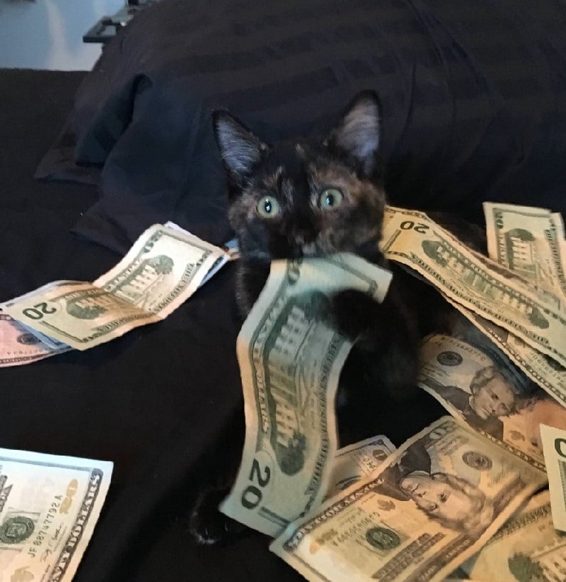 Cats Showing Us How To Quarantine and Chill Busted