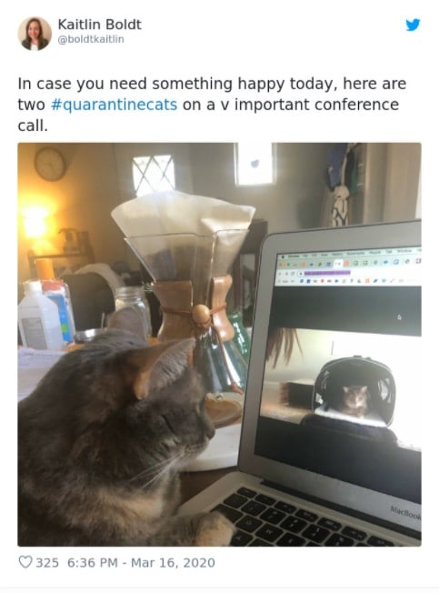 Cats Showing Us How To Quarantine and Chill Cat meeting