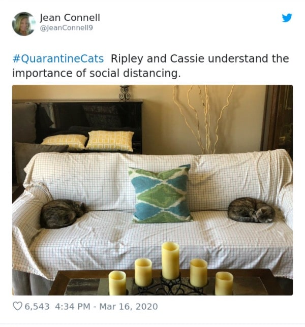 Cats Showing Us How To Quarantine and Chill Cats knew it well before we did