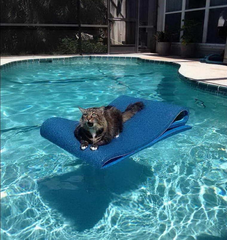 Cats Showing Us How To Quarantine and Chill Chilling