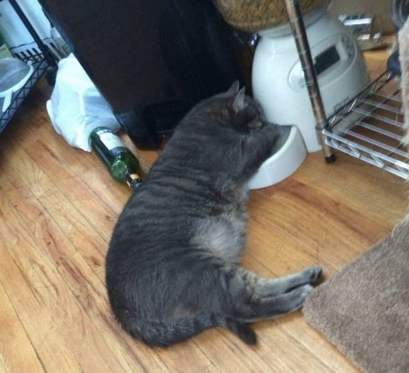 Cats Showing Us How To Quarantine and Chill Comfort food