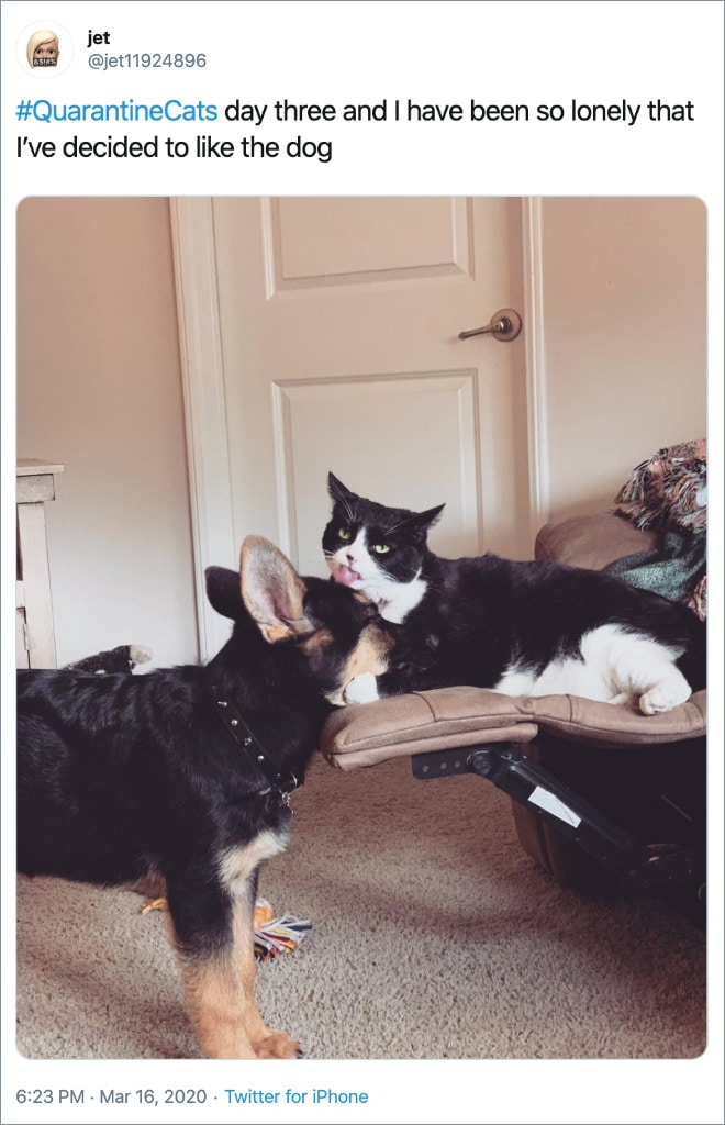 Cats Showing Us How To Quarantine and Chill Desperate times