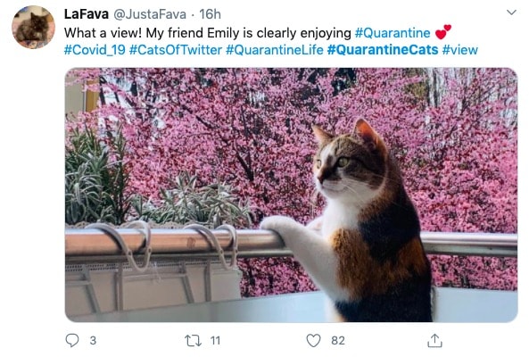 Cats Showing Us How To Quarantine and Chill Enjoying the view