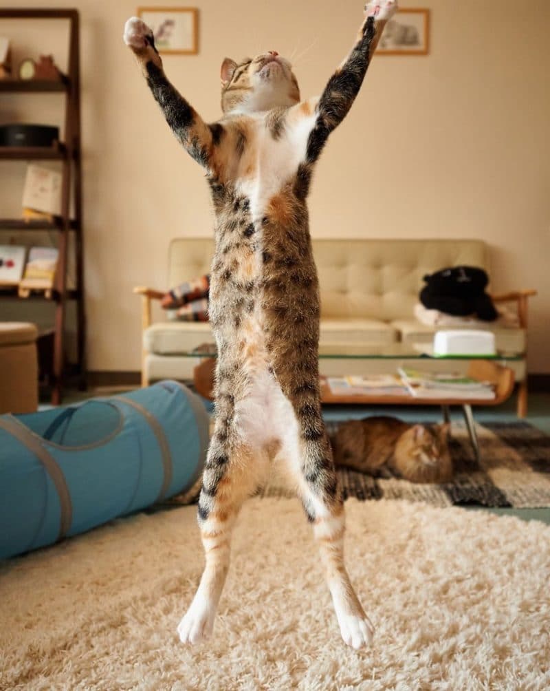 Cats Showing Us How To Quarantine and Chill Fitness