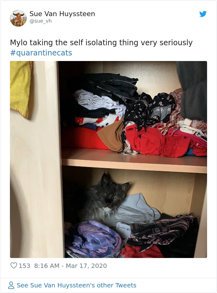 Cats Showing Us How To Quarantine and Chill Good for you, Mylo