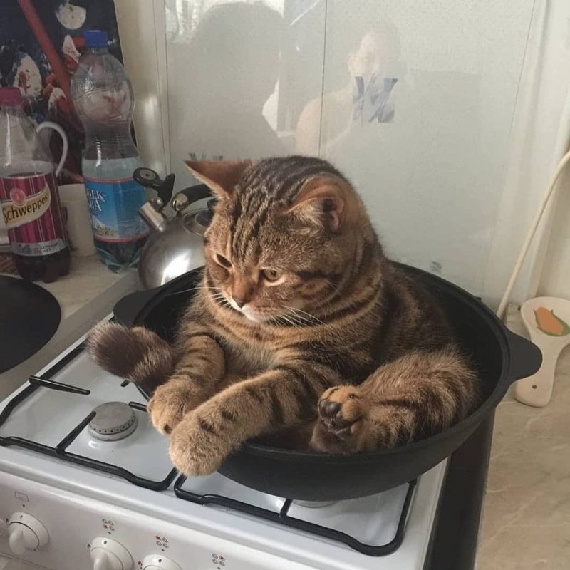 Cats Showing Us How To Quarantine and Chill Hang in there