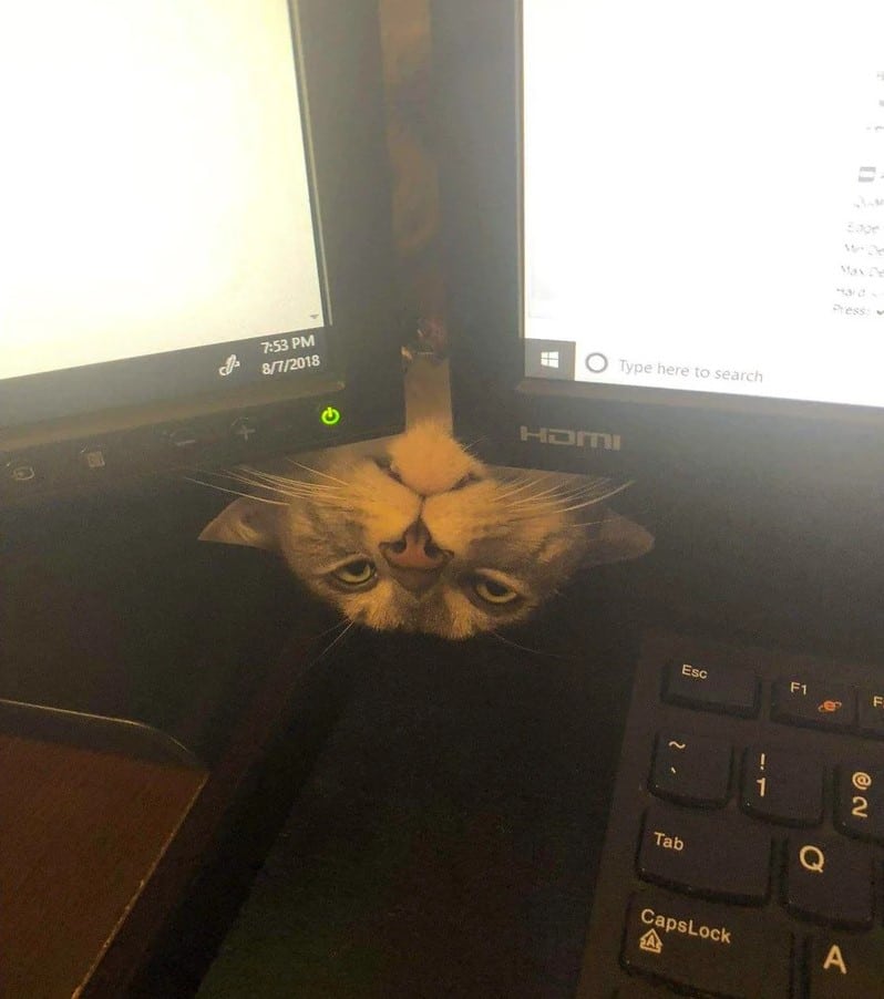 Cats Showing Us How To Quarantine and Chill Hello there