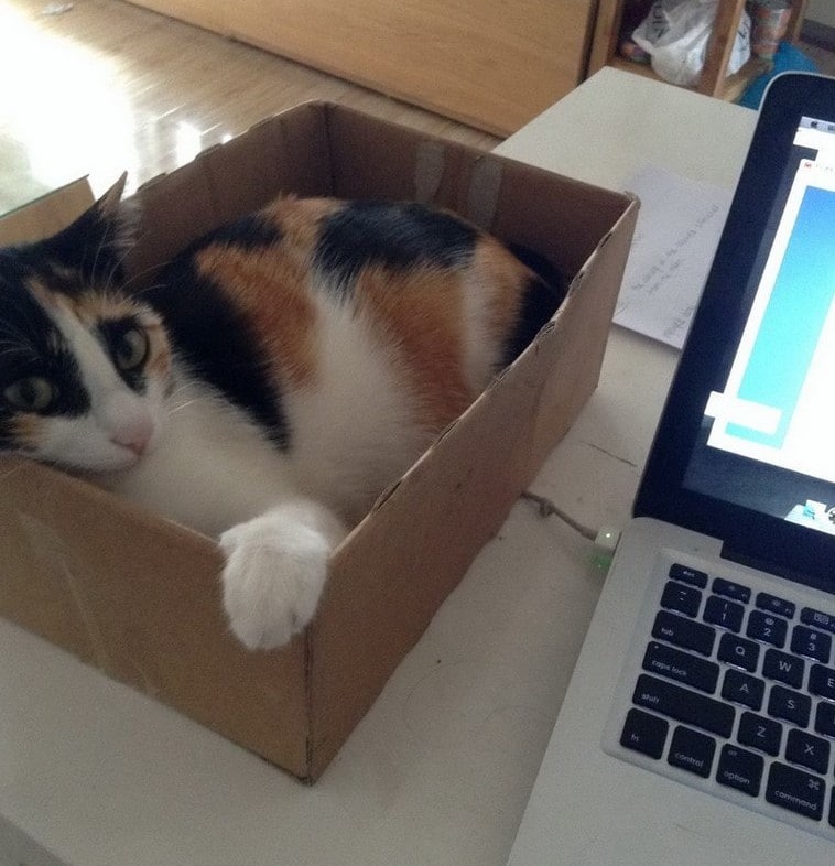 Cats Showing Us How To Quarantine and Chill Home office