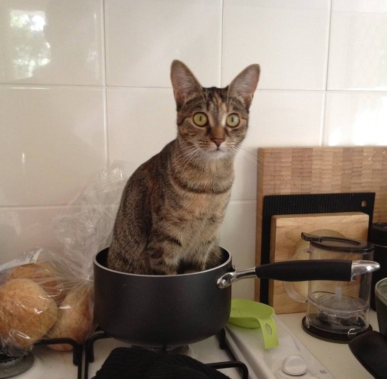 Cats Showing Us How To Quarantine and Chill How did he get there?