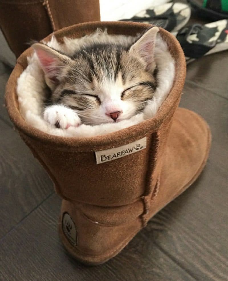 Cats Showing Us How To Quarantine and Chill I’m staying put