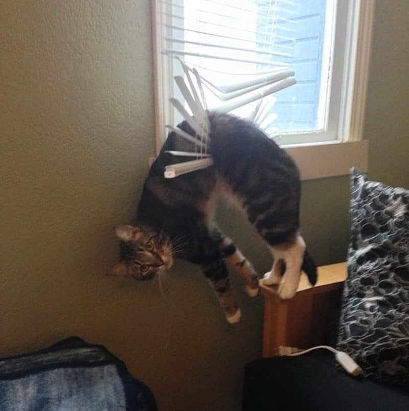 Cats Showing Us How To Quarantine and Chill I could use a hand