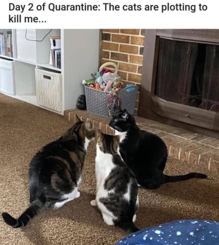 Cats Showing Us How To Quarantine and Chill I might be going crazy