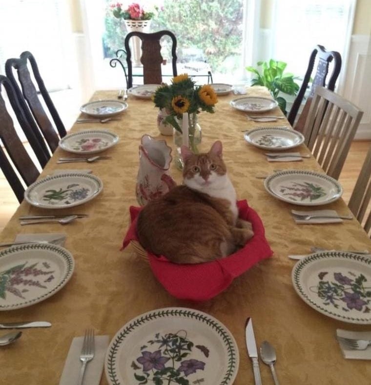 Cats Showing Us How To Quarantine and Chill If it fits, I sits