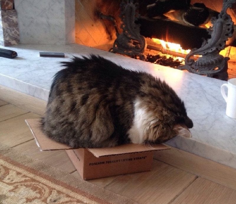 Cats Showing Us How To Quarantine and Chill If it fits