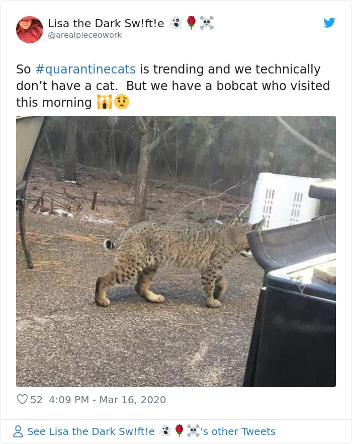Cats Showing Us How To Quarantine and Chill It’s practically the same