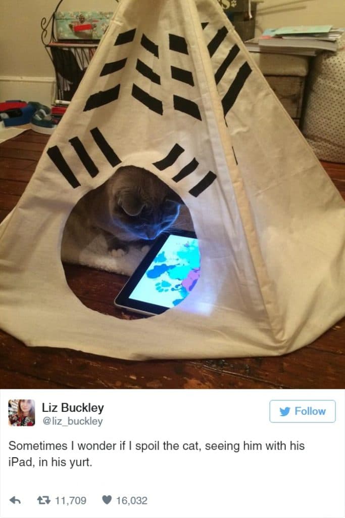 Cats Showing Us How To Quarantine and Chill Me? Spoiled?