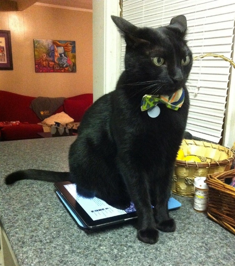 Cats Showing Us How To Quarantine and Chill Me time