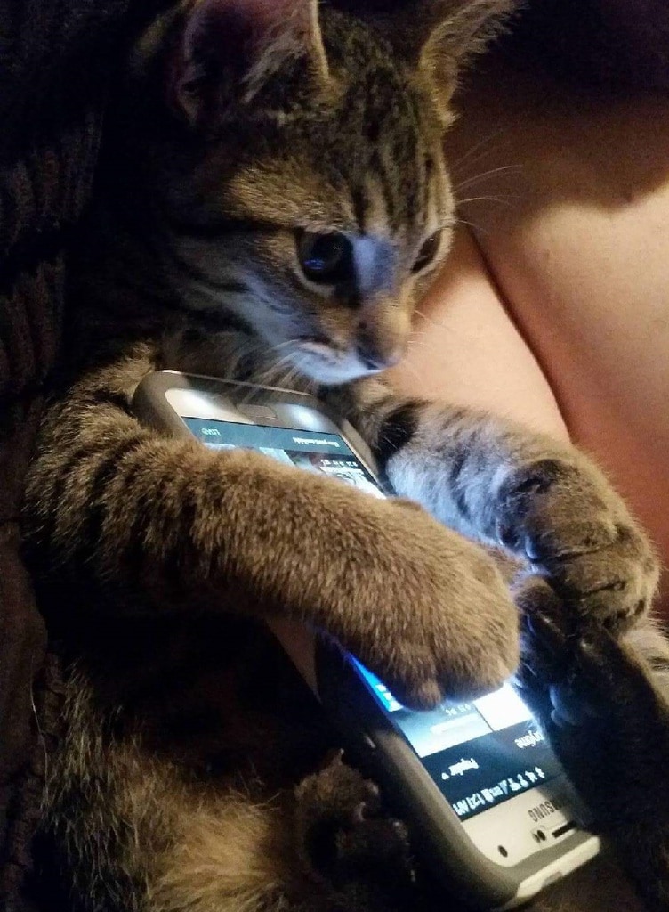 Cats Showing Us How To Quarantine and Chill Mission impawssible 