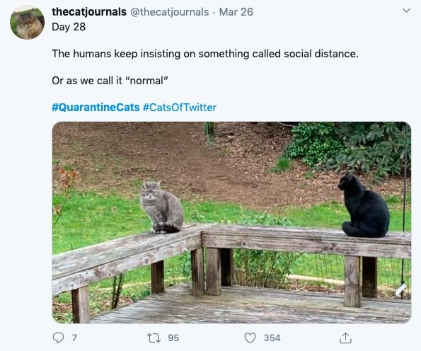 Cats Showing Us How To Quarantine and Chill Normal
