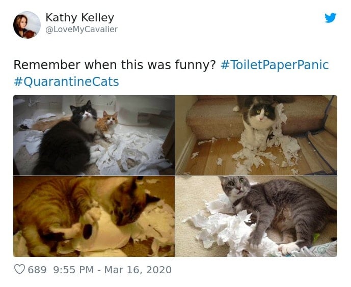 Cats Showing Us How To Quarantine and Chill Not the toilet paper