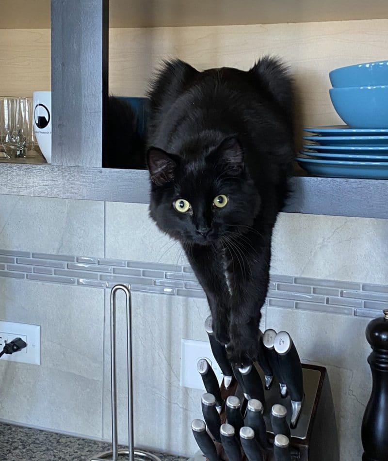 Cats Showing Us How To Quarantine and Chill Oh oh