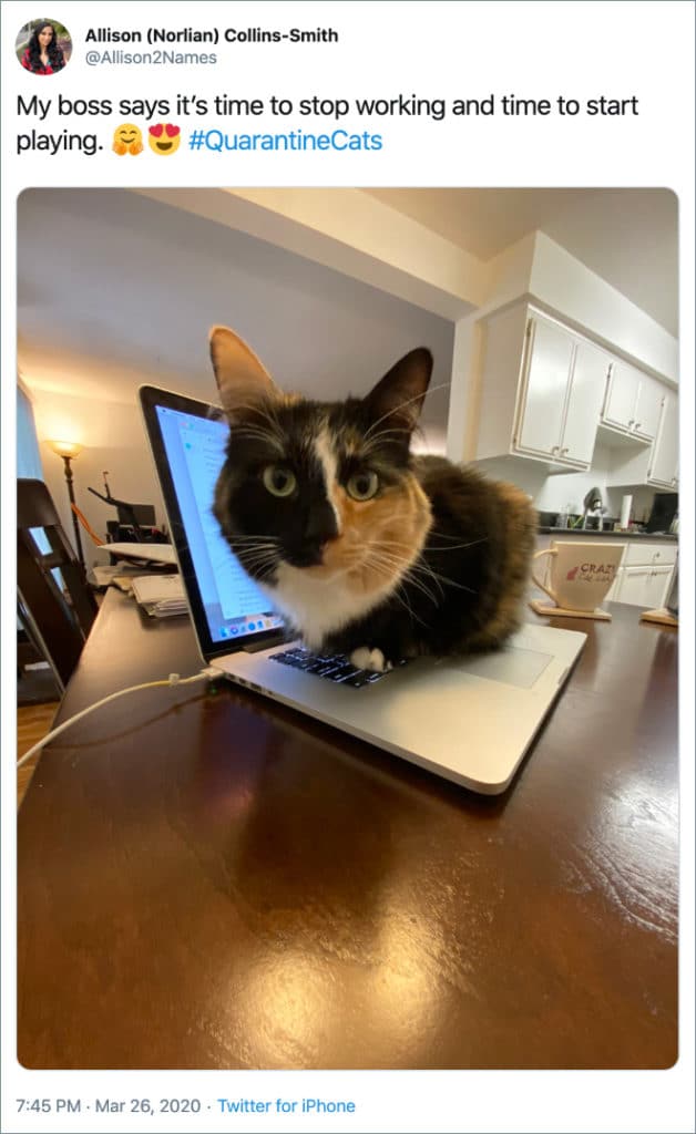 Cats Showing Us How To Quarantine and Chill Play time