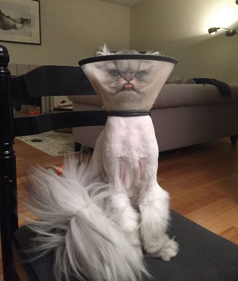 Cats Showing Us How To Quarantine and Chill Protection