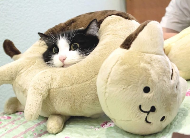 Cats Showing Us How To Quarantine and Chill Regression 