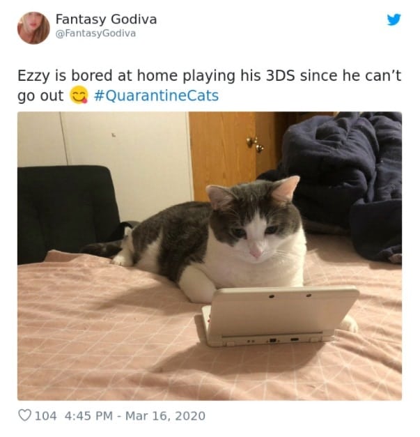 Cats Showing Us How To Quarantine and Chill Same, Ezzy, same