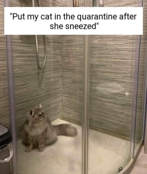 Cats Showing Us How To Quarantine and Chill Seems legit