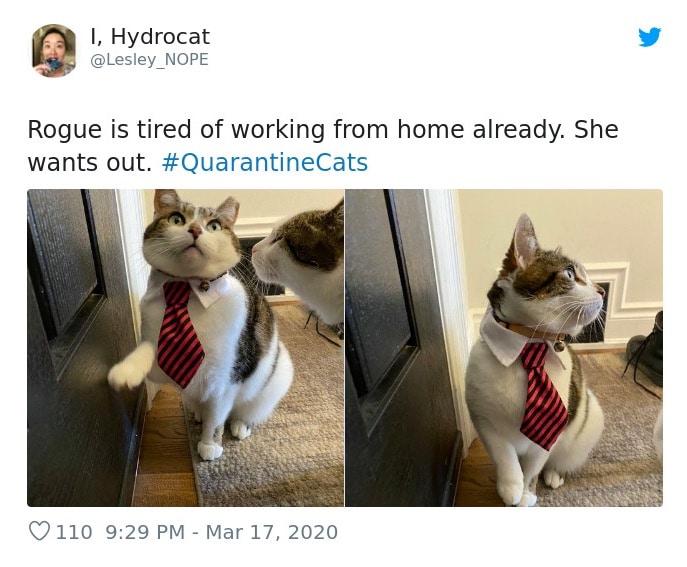 Cats Showing Us How To Quarantine and Chill She’s not the only one