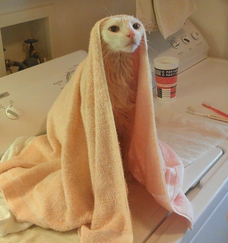 Cats Showing Us How To Quarantine and Chill Shower time