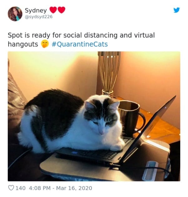 Cats Showing Us How To Quarantine and Chill Spot on