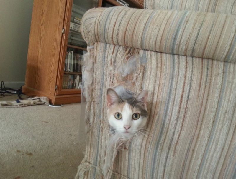 Cats Showing Us How To Quarantine and Chill Surprise!