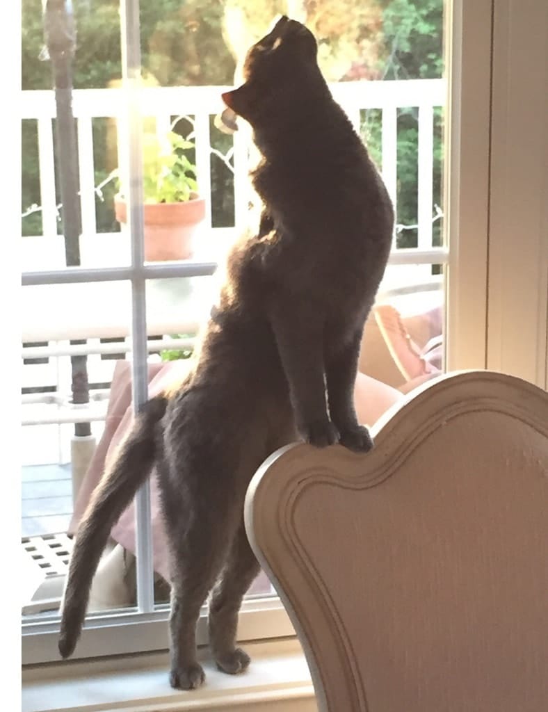 Cats Showing Us How To Quarantine and Chill That’s how it’s done