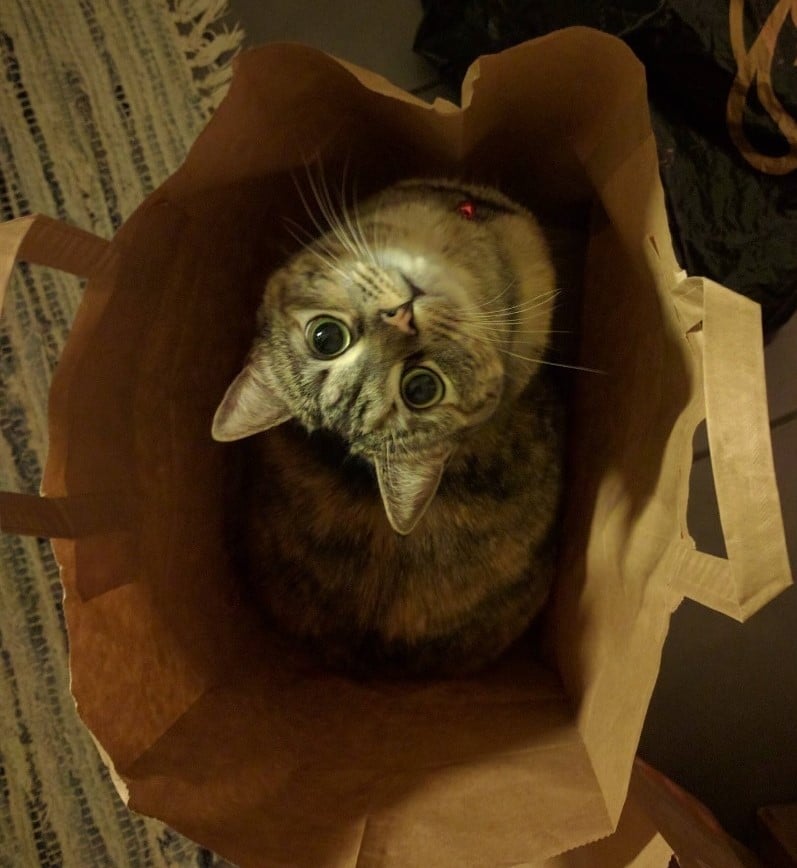 Cats Showing Us How To Quarantine and Chill The cat’s out of the bag