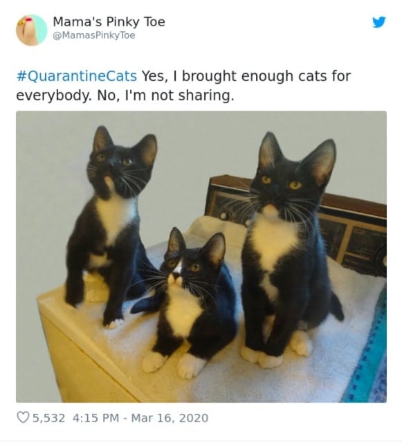 Cats Showing Us How To Quarantine and Chill The only friends I’ve got