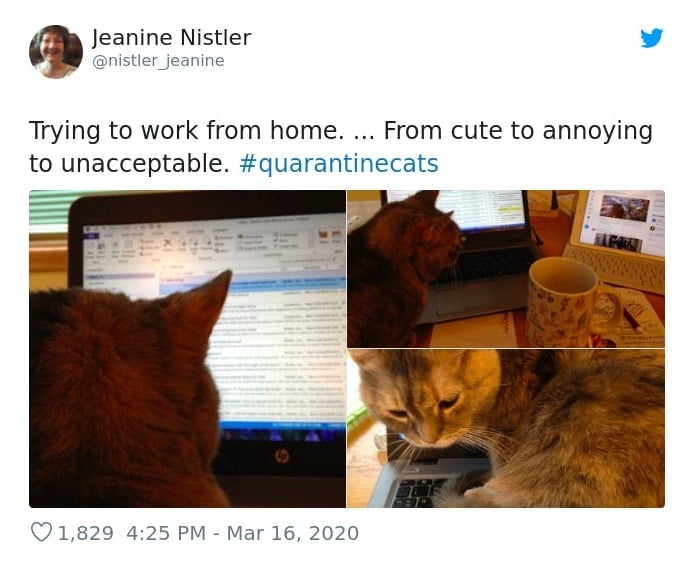 Cats Showing Us How To Quarantine and Chill The perks of working from home